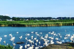 Read more about the article 【千葉-印西市】Bコース　利根川・印旛沼サイクリング<br>Chiba Inzai : Tone River and Inbanuma lake Cycling