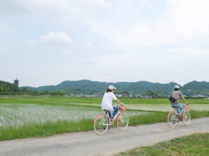Read more about the article 【岡山】吉備路の桃狩りサイクリングガイドツアー